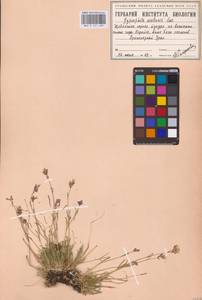 Качим уральский Less., Сибирь, Западная Сибирь (S1) (Россия)