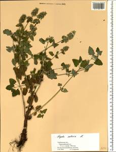 Котовник кошачий L., Восточная Европа, Центральный лесостепной район (E6) (Россия)