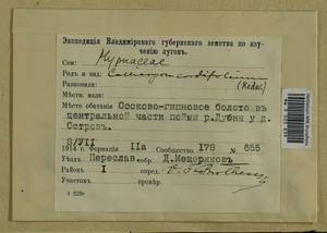 Calliergon cordifolium (Hedw.) Kindb., Гербарий мохообразных, Мхи - Москва и Московская область (B6a) (Россия)