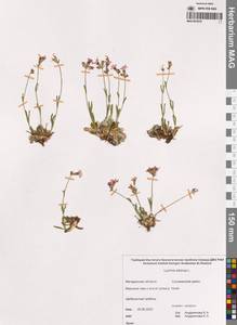 Silene orientalimongolica Kozhevn., Сибирь, Чукотка и Камчатка (S7) (Россия)
