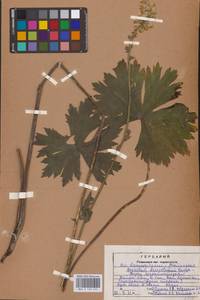 Aconitum lycoctonum subsp. lasiostomum (Rchb.) Warncke, Восточная Европа, Центральный район (E4) (Россия)