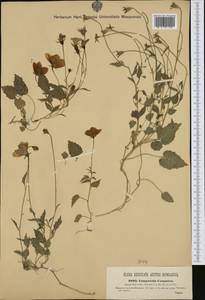 Campanula carpatica Jacq., Западная Европа (EUR) (Венгрия)