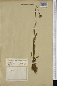 Tephroseris helenitis subsp. salisburgensis (Cufod.) B. Nord., Западная Европа (EUR) (Австрия)