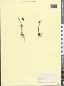 Muscari pallens (M.Bieb.) Fisch., Кавказ, Ставропольский край, Карачаево-Черкесия, Кабардино-Балкария (K1b) (Россия)