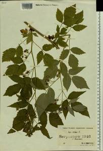 Малина обыкновенная L., Восточная Европа, Московская область и Москва (E4a) (Россия)