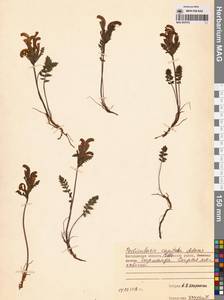 Мытник головчатый Adams, Сибирь, Чукотка и Камчатка (S7) (Россия)