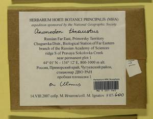 Anomodon thraustus Müll. Hal., Гербарий мохообразных, Мхи - Дальний Восток (без Чукотки и Камчатки) (B20) (Россия)