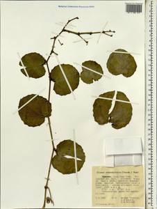 Cissus rotundifolia (Forssk.) Vahl, Африка (AFR) (Эфиопия)