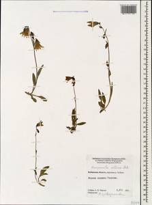 Колокольчик холмовой Sims, Кавказ, Ставропольский край, Карачаево-Черкесия, Кабардино-Балкария (K1b) (Россия)