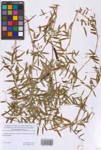 Горошек черный Ehrh., Восточная Европа, Московская область и Москва (E4a) (Россия)