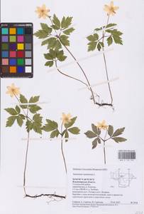 Ветренца дубравная L., Восточная Европа, Центральный район (E4) (Россия)