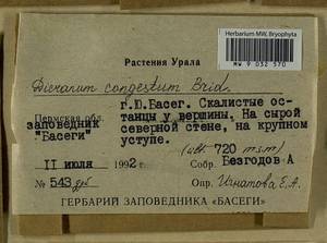 Dicranum flexicaule Brid., Гербарий мохообразных, Мхи - Пермский край, Удмуртия, Свердловская и Кировская области (B8) (Россия)