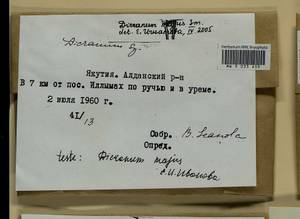 Dicranum majus Turner, Гербарий мохообразных, Мхи - Якутия (B19) (Россия)
