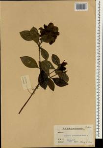 Gardenia jasminoides J.Ellis, Зарубежная Азия (ASIA) (КНР)