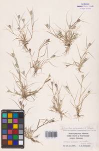 Sporobolus schoenoides (L.) P.M.Peterson, Восточная Европа, Нижневолжский район (E9) (Россия)