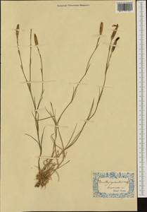 Dianthus sylvestris, Западная Европа (EUR)