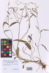 Лютик жгучий, Прыщинец L., Восточная Европа, Московская область и Москва (E4a) (Россия)