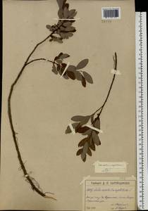 Salix myrsinifolia subsp. myrsinifolia, Восточная Европа, Московская область и Москва (E4a) (Россия)