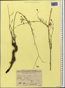 Anethum foeniculum L., Кавказ, Азербайджан (K6) (Азербайджан)