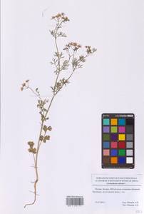 Кориандр посевной, Кинза L., Восточная Европа, Московская область и Москва (E4a) (Россия)