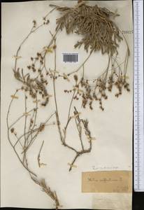 Кермек полукустарниковый (L.) Kuntze, Средняя Азия и Казахстан, Муюнкумы, Прибалхашье и Бетпак-Дала (M9) (Казахстан)