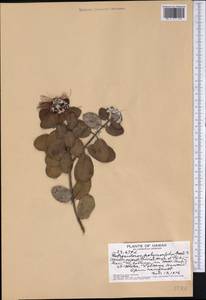 Metrosideros polymorpha Gaud., Америка (AMER) (США)