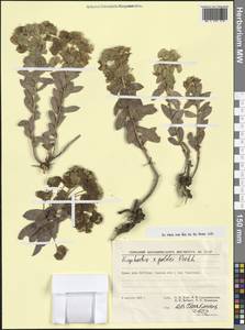 Euphorbia × goldei Prokh., Крым (KRYM) (Россия)