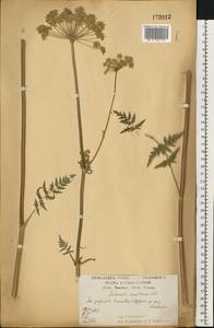 Жабрица порезниковая (L.) W. D. J. Koch, Восточная Европа, Центральный лесостепной район (E6) (Россия)