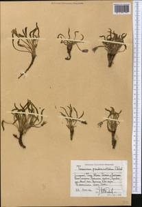 Taraxacum pseudominutilobum Kovalevsk., Средняя Азия и Казахстан, Западный Тянь-Шань и Каратау (M3) (Киргизия)