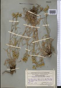 Кузиния ложномягкая C. Winkl., Средняя Азия и Казахстан, Западный Тянь-Шань и Каратау (M3) (Казахстан)