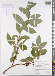 Ива [гибрид], Восточная Европа, Северный район (E1) (Россия)