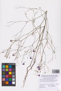 Delphinium consolida subsp. paniculatum (Host) N.Busch, Восточная Европа, Нижневолжский район (E9) (Россия)