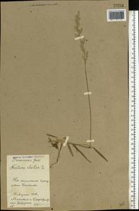 Lolium pratense (Huds.) Darbysh., Восточная Европа, Белоруссия (E3a) (Белоруссия)