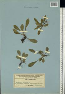 Campanula stevenii subsp. altaica (Ledeb.) Fed., Восточная Европа, Центральный район (E4) (Россия)