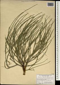 Ferula elbursensis (Mozaff.) Spalik & S.R.Downie, Зарубежная Азия (ASIA) (Иран)