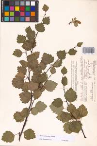 Betula pubescens subsp. pubescens, Восточная Европа, Северный район (E1) (Россия)