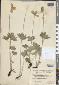 Ветреница лесная L., Восточная Европа, Северо-Украинский район (E11) (Россия)