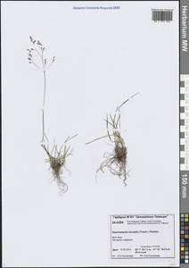 Щучка дернистая, Сибирь, Центральная Сибирь (S3) (Россия)