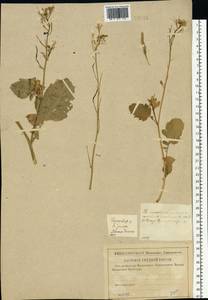 Редька дикая, Редька полевая L., Восточная Европа, Центральный район (E4) (Россия)