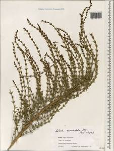 Salsola oppositifolia Desf., Зарубежная Азия (ASIA) (Израиль)