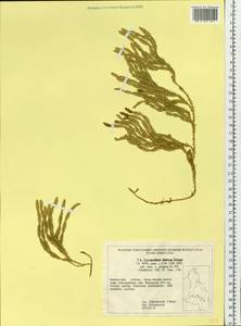 Spinulum annotinum subsp. alpestre (Hartm.) Uotila, Сибирь, Дальний Восток (S6) (Россия)