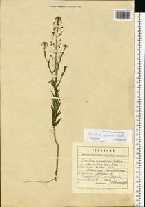 Camelina microcarpa subsp. pilosa (DC.) Jáv., Восточная Европа, Центральный лесостепной район (E6) (Россия)