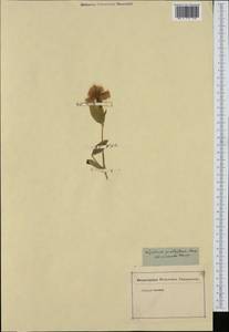 Silene sinensis (Lour.) H. Ohashi & H. Nakai, Зарубежная Азия (ASIA) (Неизвестно)