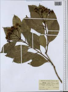 Сизигиум гвинейский (Willd.) DC., Африка (AFR) (Эфиопия)