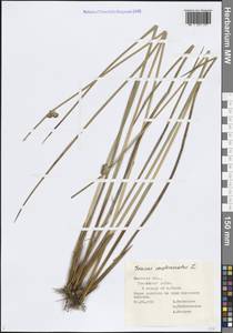 Ситник скученный L., Восточная Европа, Центральный лесостепной район (E6) (Россия)