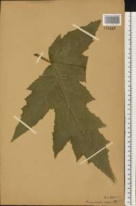 Борщевик Мантегацци Sommier & Levier, Восточная Европа, Центральный лесостепной район (E6) (Россия)