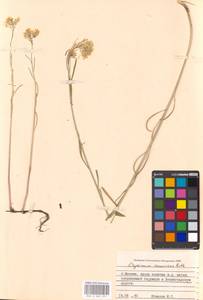Желтушник развесистый Ehrh., Восточная Европа, Московская область и Москва (E4a) (Россия)