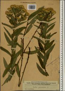 Pentanema germanicum (L.) D. Gut. Larr., Santos-Vicente, Anderb., E. Rico & M. M. Mart. Ort., Кавказ, Азербайджан (K6) (Азербайджан)