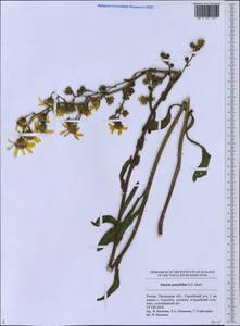 Jacobaea racemosa subsp. kirghisica (DC.) Galasso & Bartolucci, Восточная Европа, Средневолжский район (E8) (Россия)
