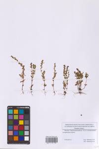 Вероника весенняя L., Восточная Европа, Московская область и Москва (E4a) (Россия)